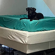 Mandy is registered to the contest to win money with this photo: dog, bed, room, furniture, blanket, pet, indoor, sleeping, canine, resting, mattress, teal, black_dog, quiet, cozy, home, relaxing, household, comfort, domestic