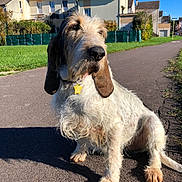 Ravage a rejoint le concours — aidez-le/la à gagner de superbes lots ! dog, outdoor, sunny, pavement, grass, residential_area, house, ear, pet, canine, daylight, collar, tag, fur, mammal, side_view, animal, shadow, quiet, calm