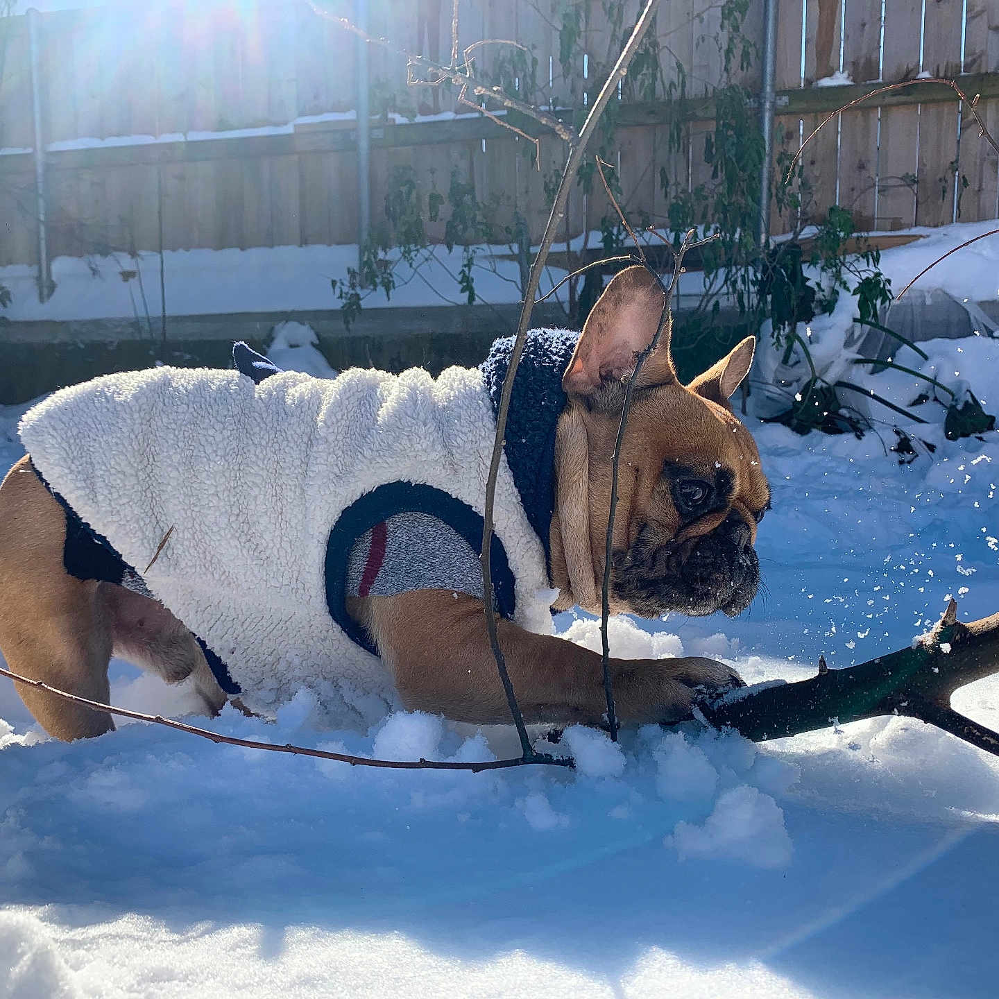Buster Bean is registered to the contest to win money with this photo: animal, boxer, bulldog, canine, clothing, dog, frenchbulldog, glove, hound, ice, leash, nature, outdoors, pet, pitbull, puppy, snow, sphere, whitedog, winter