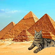 Simone a rejoint le concours — aidez-le/la à gagner de superbes lots ! animal, architecture, cat, composite, desert, digital_edit, egypt, funny, historic, landmark, mammal, nature, outdoor, pyramids, relaxing, sand, scenery, sky, tabby_cat, travel