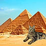 animal, architecture, cat, composite, desert, digital_edit, egypt, funny, historic, landmark, mammal, nature, outdoor, pyramids, relaxing, sand, scenery, sky, tabby_cat, travel