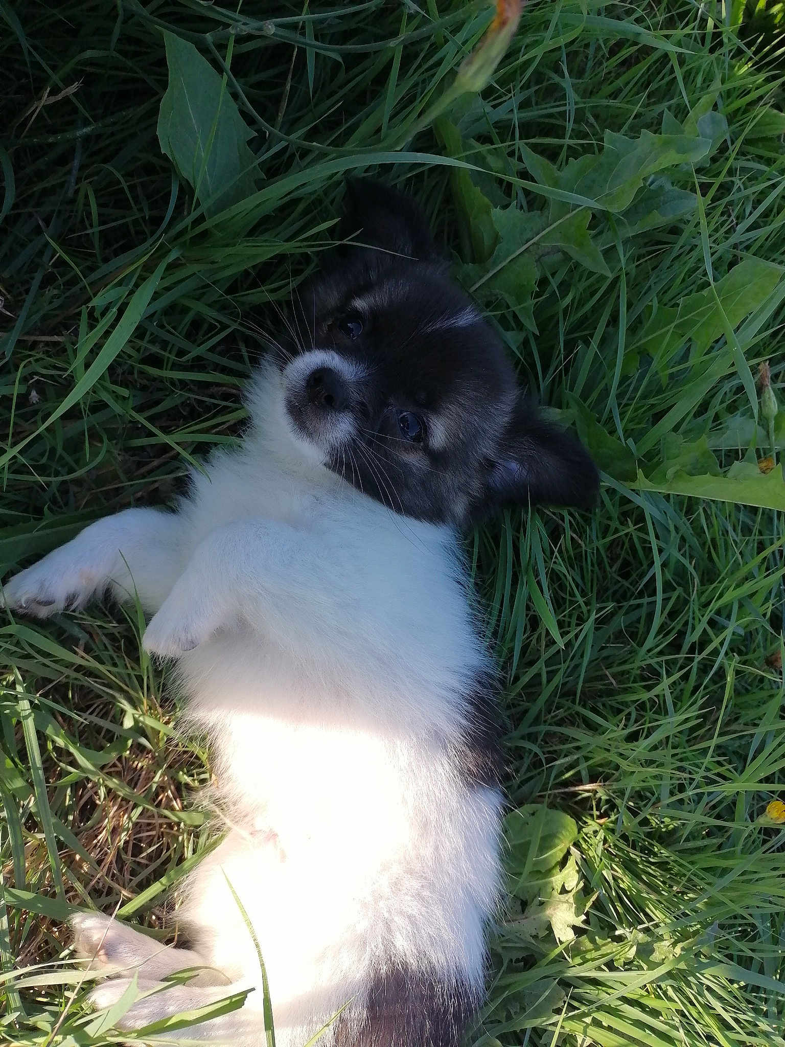 Gizmo