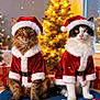 cat, cats, christmas, holiday, festive, santa_claus_costume, red_hat, red_coat, white_fur_trim, christmas_tree, lights, decorations, presents, gift_wrapping, indoor, pets, cute, costume, holiday_season, winter