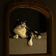 Beanie is registered to the contest to win money with this photo: animal, black_and_white_cat, cat, contemplative, cozy, feline, golden_frame, indoor, lounging, mirror, moody, ornate_frame, paws, pet, portrait, reflection, resting, soft_lighting, texture, whiskers