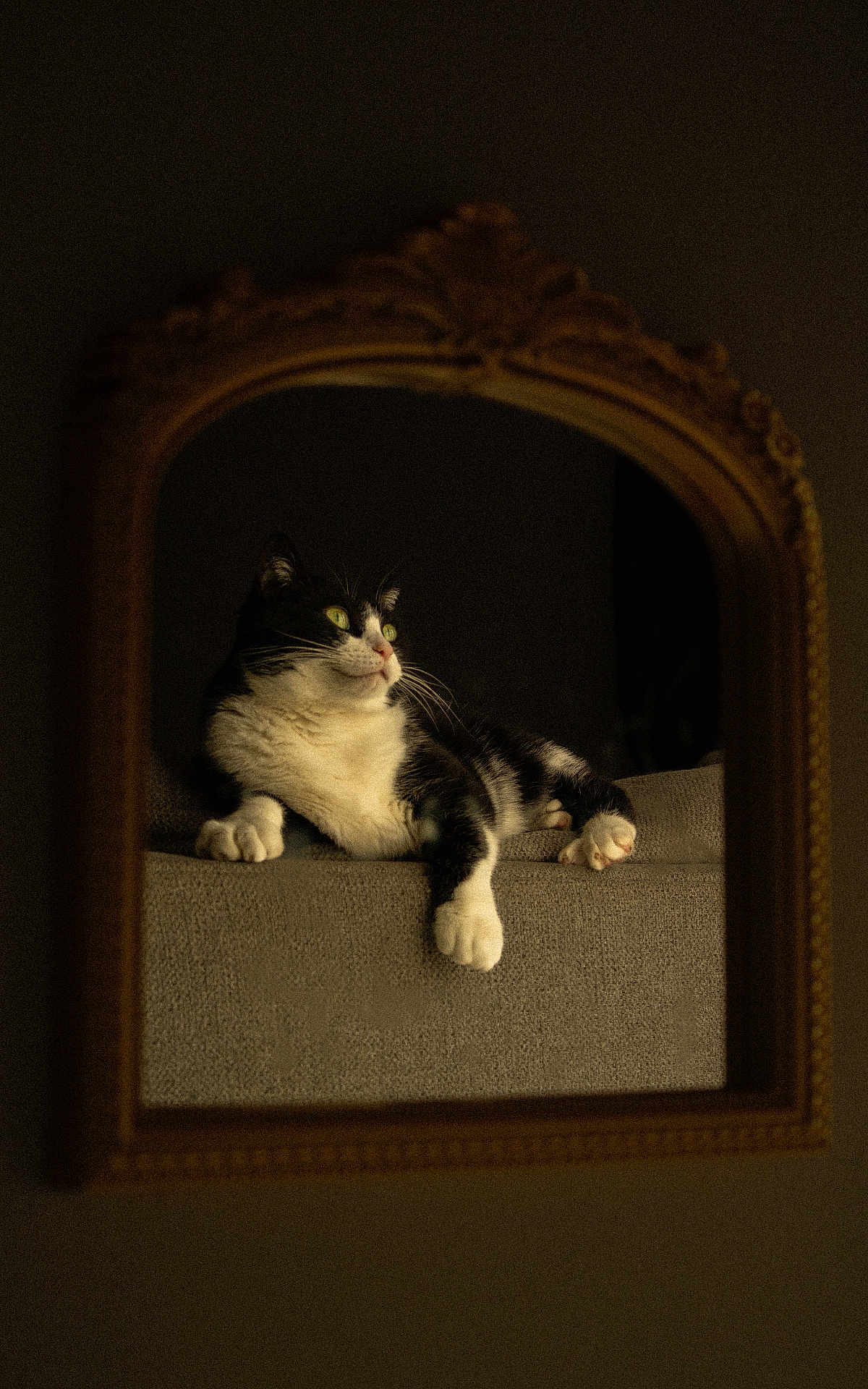 Beanie is registered to the contest to win money with this photo: animal, black_and_white_cat, cat, contemplative, cozy, feline, golden_frame, indoor, lounging, mirror, moody, ornate_frame, paws, pet, portrait, reflection, resting, soft_lighting, texture, whiskers