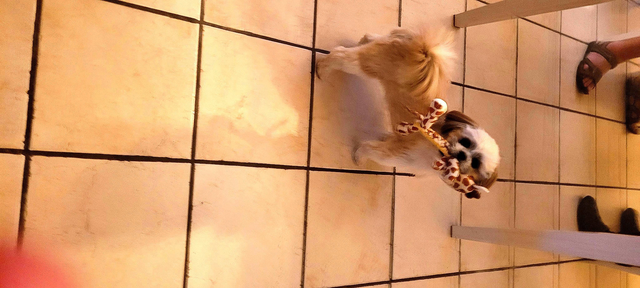 Sam participe au concours pour gagner de l'argent avec cette photo : art, cage, carnivore, companion_dog, dog_breed, fawn, felidae, floor, flooring, fur, mesh, metal, pattern, pet_supply, small_to_medium_sized_cats, snout, tail, tile, whiskers, wood