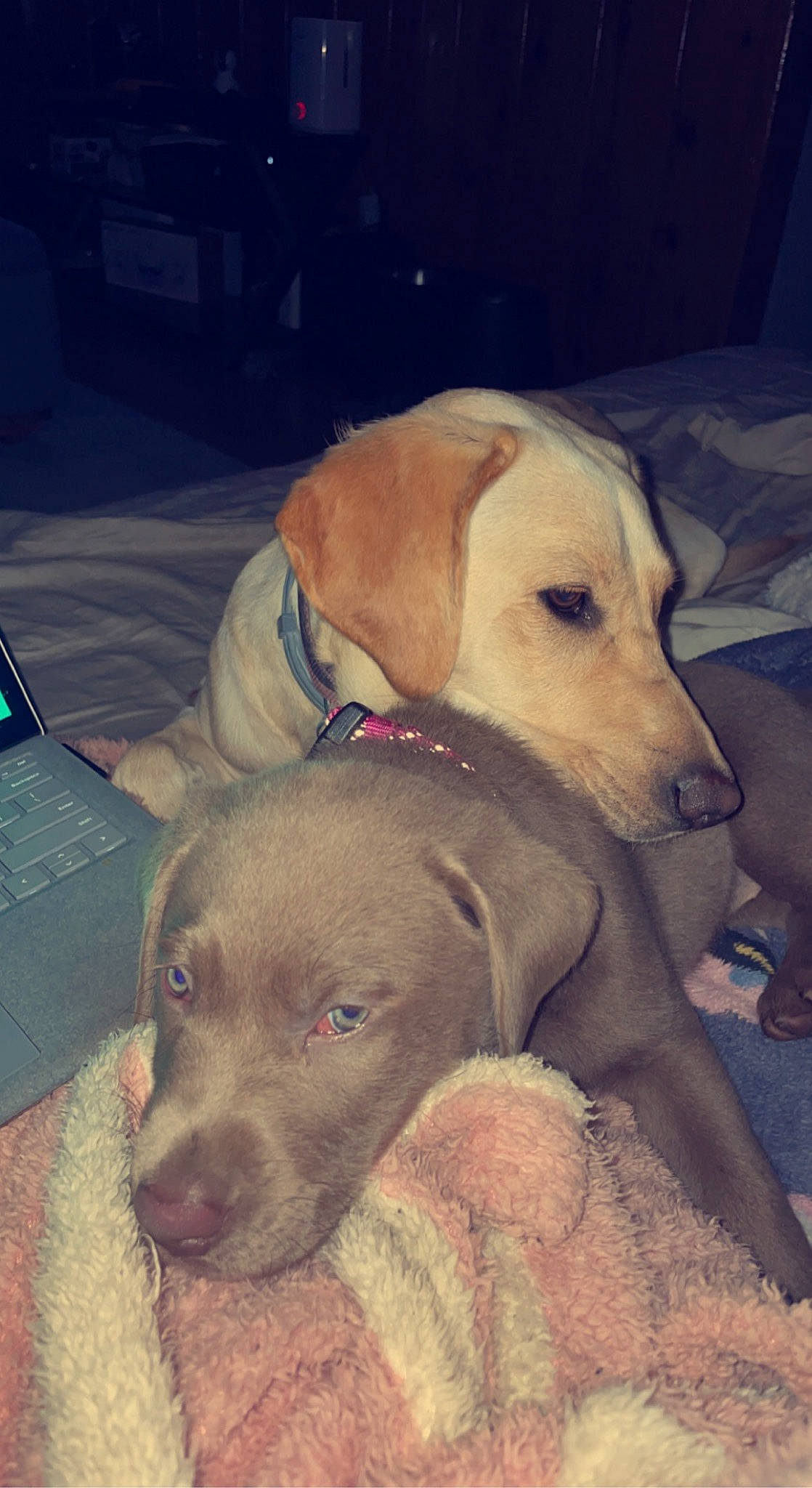 Maggie May is registered to the contest to win money with this photo: canidae, carnivore, cloud, comfort, companion_dog, dog, dog_breed, dog_collar, dog_supply, ear, fawn, fur, gun_dog, liver, pet_supply, selfie, snout, sporting_group, whiskers, working_animal