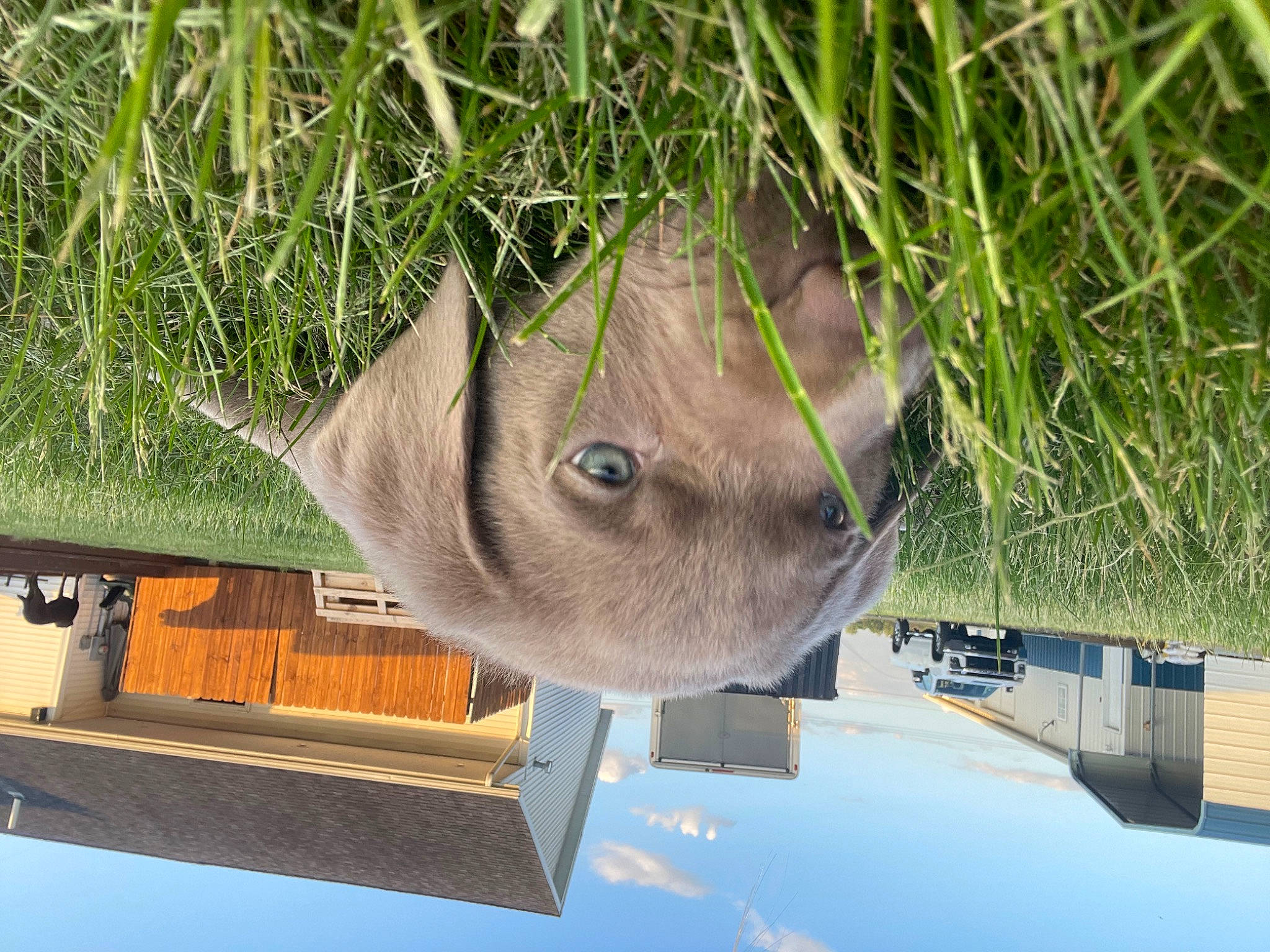 Maggie May is registered to the contest to win money with this photo: automotive_exterior, carnivore, cat, felidae, grass, groundcover, plant, russian_blue, small_to_medium_sized_cats, snout, terrestrial_plant, tree, whiskers, wood