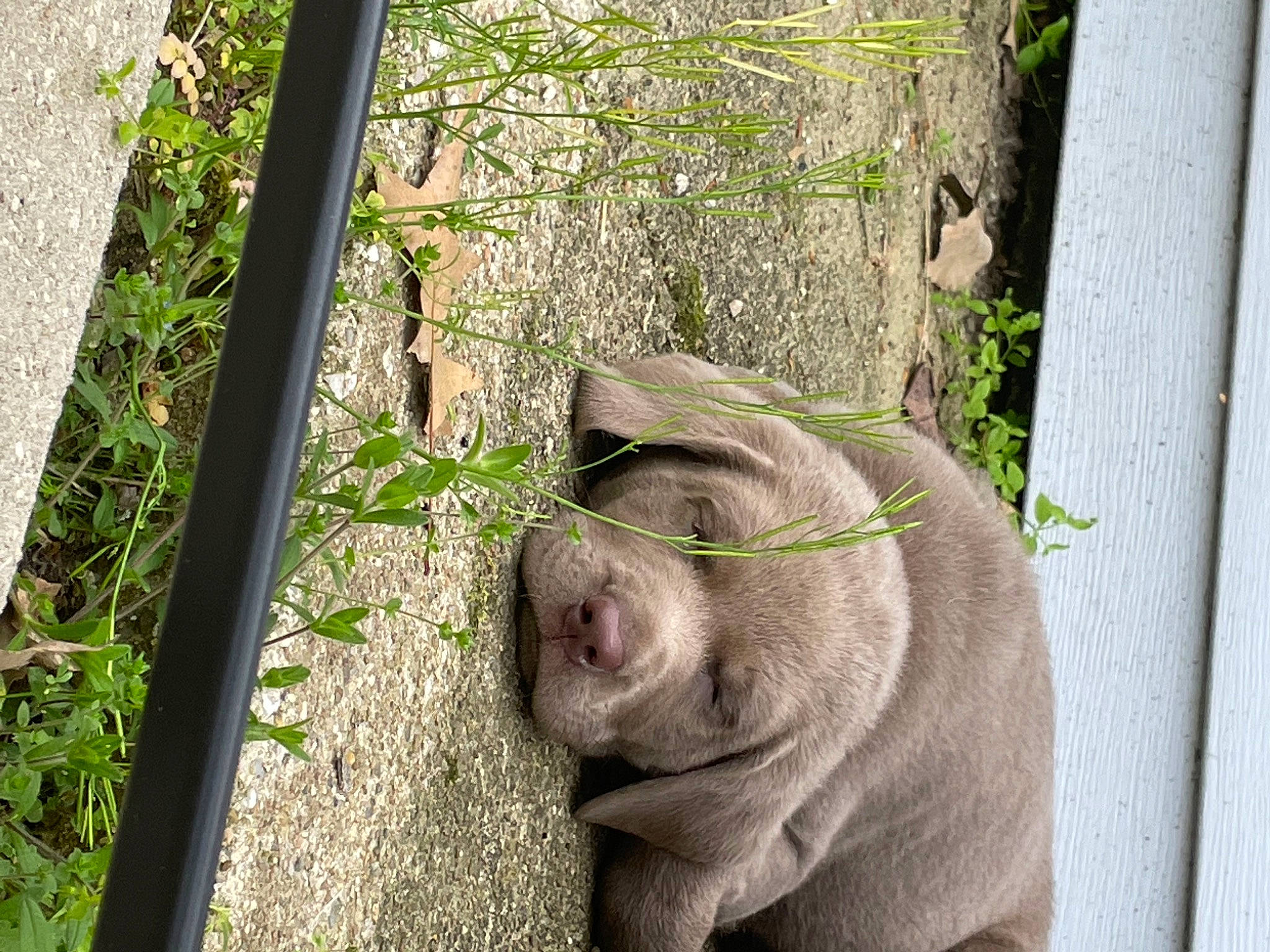 Maggie May joined the competition — help win amazing prizes! art, cat, eye, face, fawn, felidae, fur, grass, head, houseplant, plant, sculpture, small_to_medium_sized_cats, snout, terrestrial_animal, whiskers, wildlife, window, wood, wrinkle