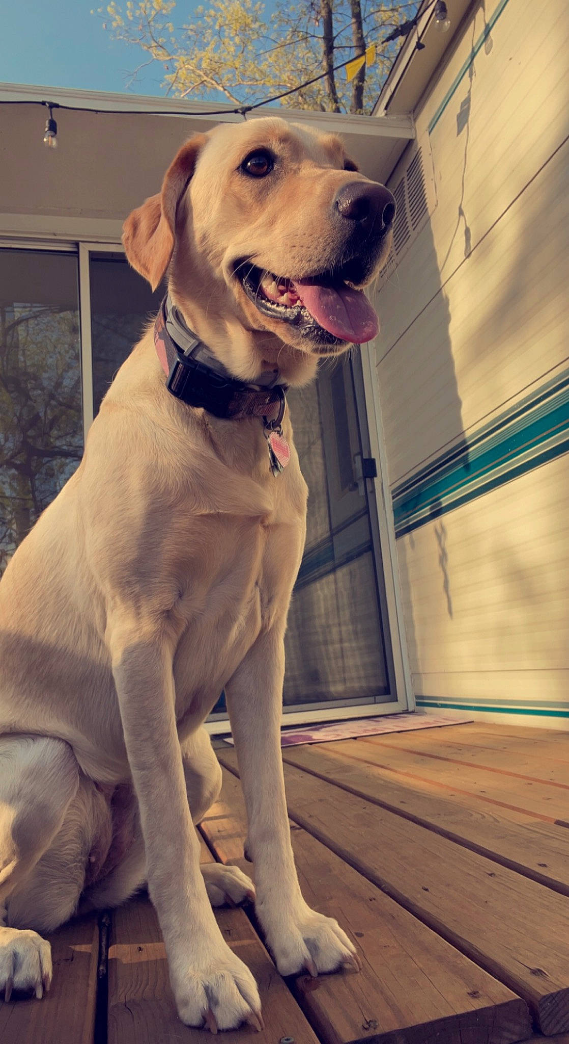 Chevy Diesel is registered to the contest to win money with this photo: canidae, carnivore, collar, companion_dog, dog, dog_breed, dog_collar, dog_supply, fawn, gun_dog, happy, leash, liver, pet_supply, snout, sporting_group, whiskers, window, wood, working_animal