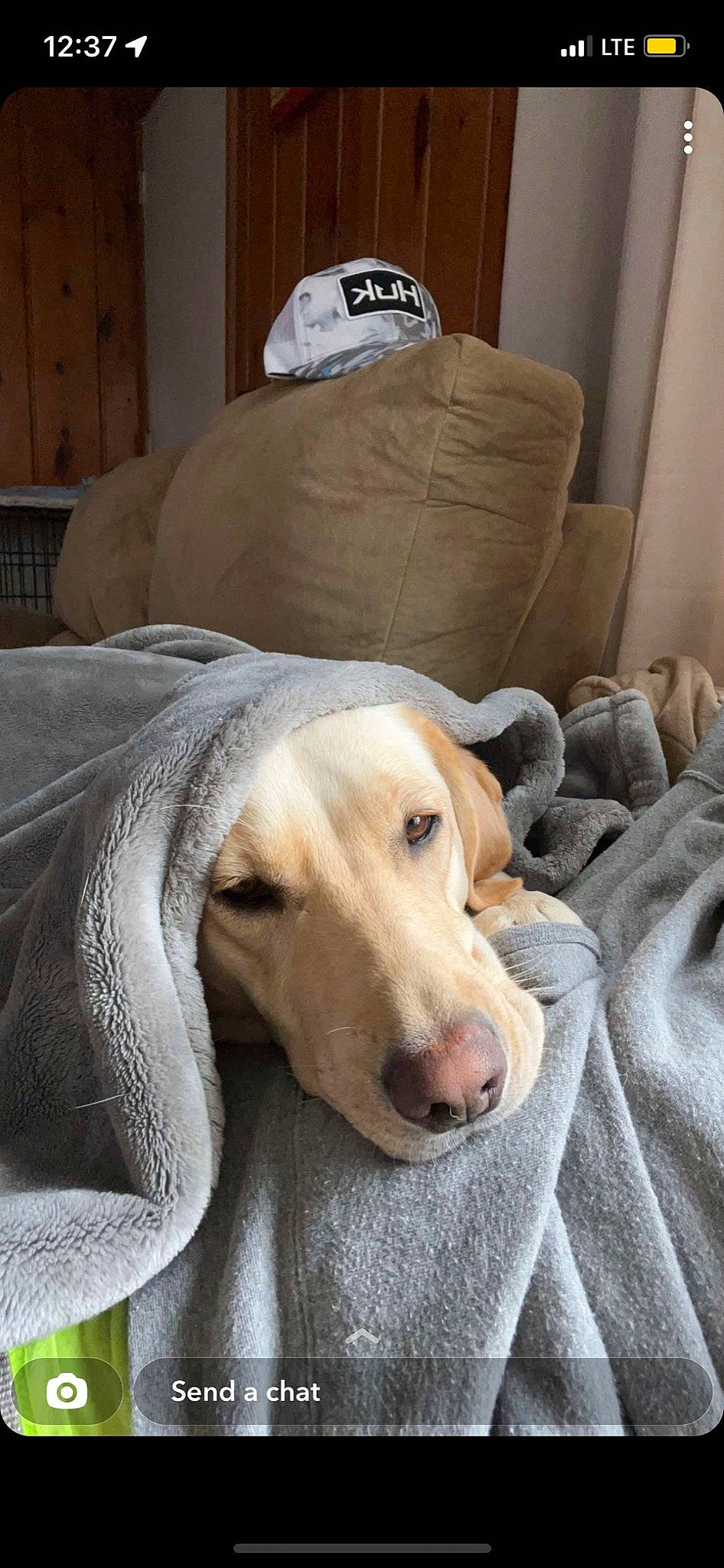 Chevy Diesel is registered to the contest to win money with this photo: bedding, canidae, carnivore, comfort, companion_dog, couch, dog, dog_breed, dog_supply, fawn, fur, guard_dog, jaw, linens, retriever, snout, sporting_group, whiskers, wood, working_animal