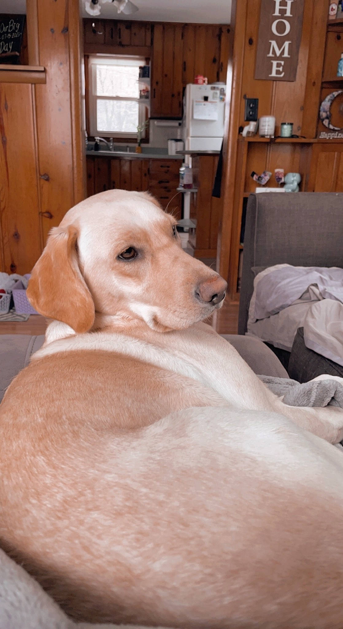 Chevy Diesel joined the competition — help win amazing prizes! cabinetry, canidae, carnivore, comfort, companion_dog, dog, dog_breed, dog_supply, door, fawn, flooring, hardwood, labrador_retriever, liver, pet_supply, retriever, snout, sporting_group, wood, working_animal