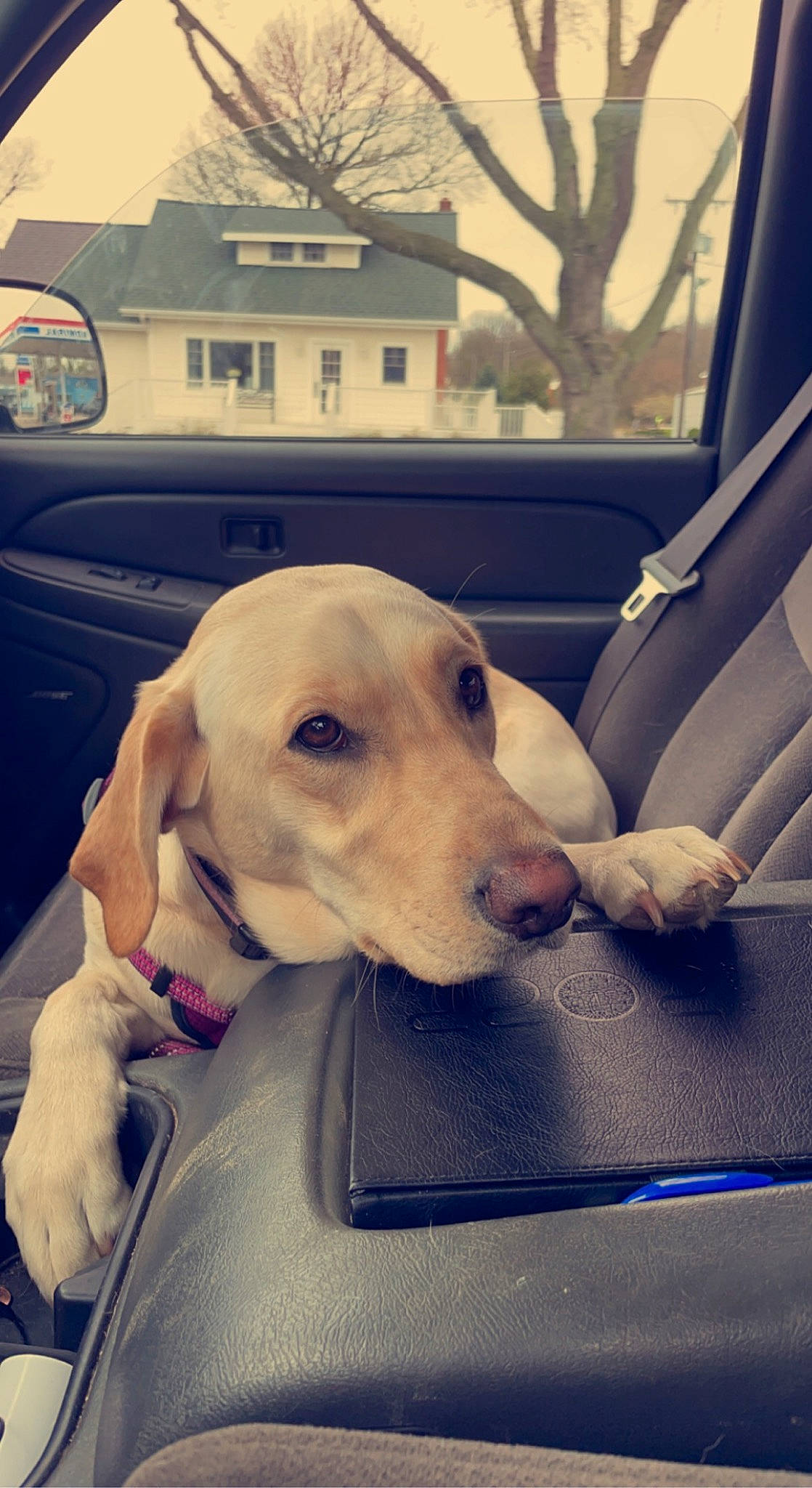 Chevy Diesel joined the competition — help win amazing prizes! automotive_exterior, car, carnivore, collar, companion_dog, dog, dog_breed, fawn, metal, morning, motor_vehicle, snout, sporting_group, tints_and_shades, tree, vehicle, vehicle_door, window, windshield, working_animal