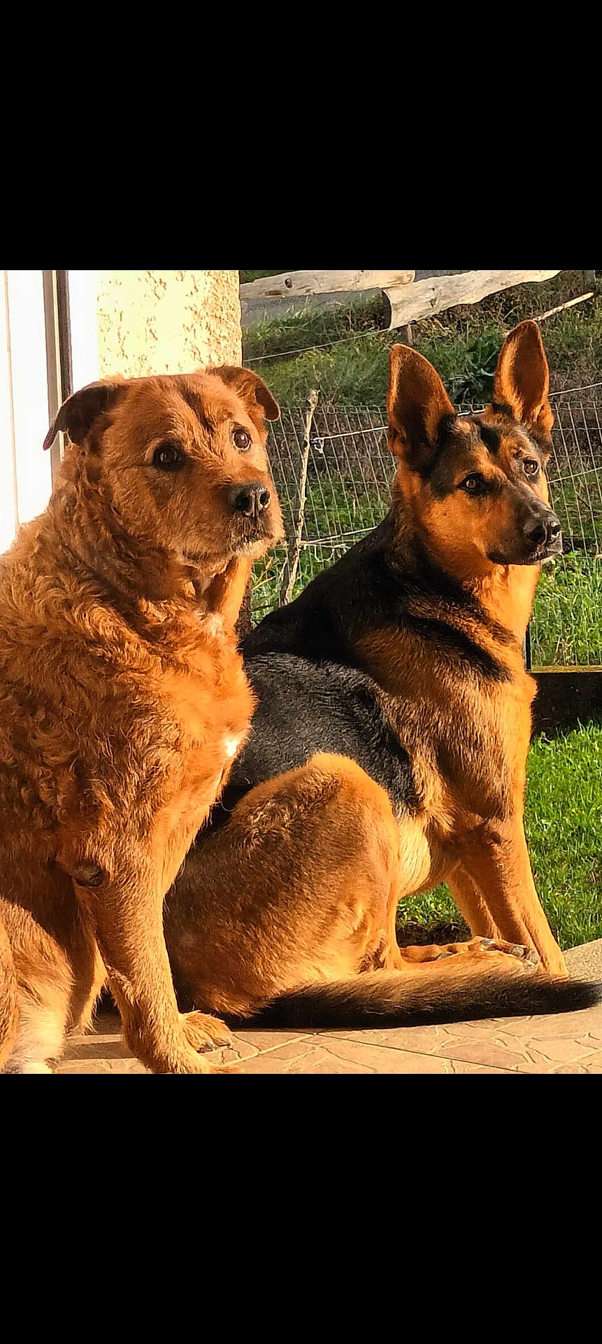 Wolf Et Bianca a rejoint le concours — aidez-le/la à gagner de superbes lots ! alert, animal, black_dog, brown_dog, companions, curly_fur, daylight, dog, ears_up, fence, german_shepherd, grass, nature, outdoor, patio, pets, portrait, sitting, sunlight, two_dogs