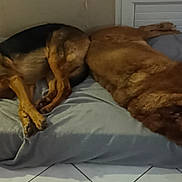 Wolf Et Bianca a rejoint le concours — aidez-le/la à gagner de superbes lots ! animal, bed, black_and_brown_dog, brown_dog, canine, companion, cushion, dog, domestic_animal, floor, home, indoor, laying_down, pet, quiet, relaxation, resting, sleeping, tile_floor, two_dogs