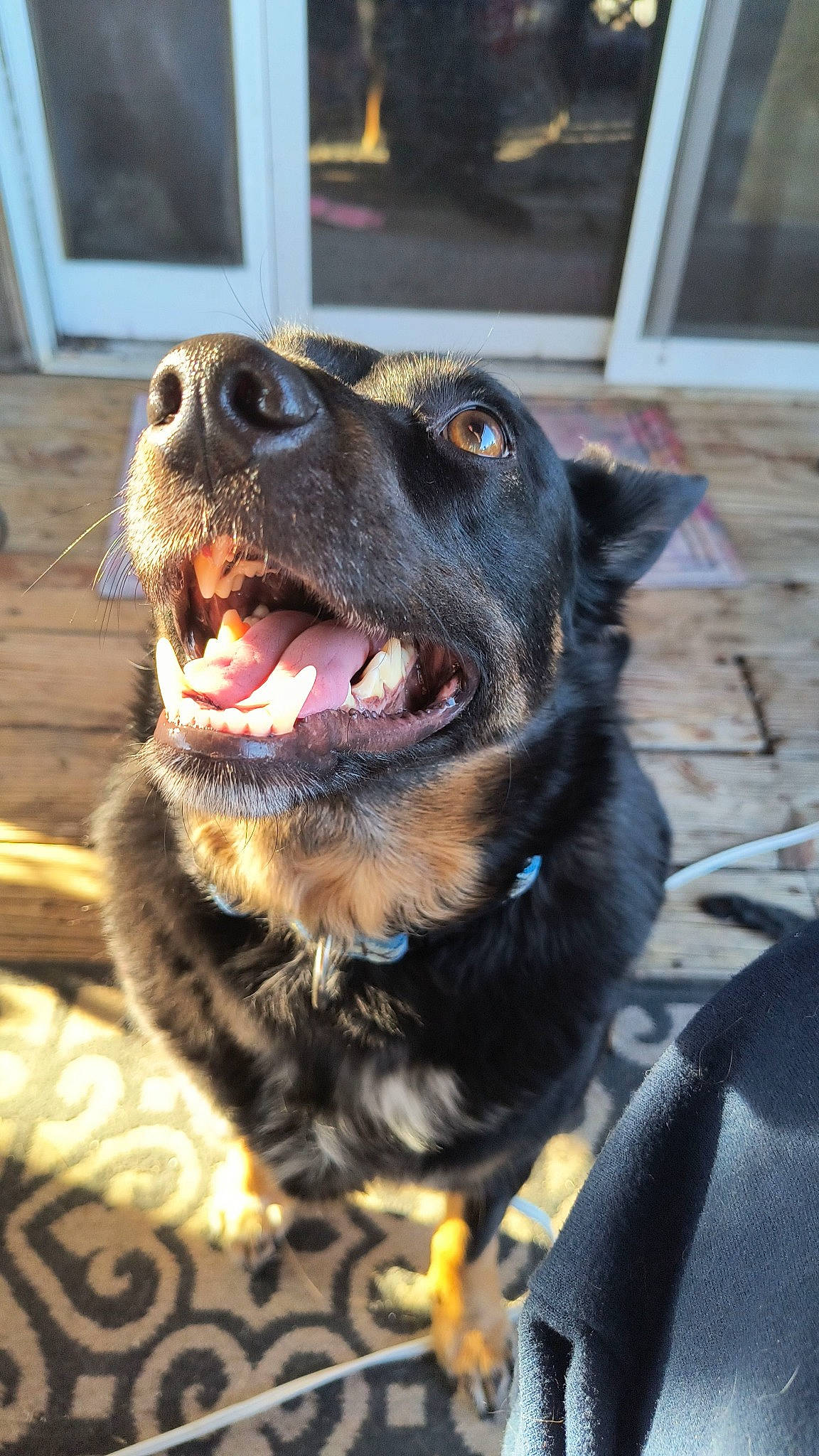 Stryker is registered to the contest to win money with this photo: canidae, carnivore, collar, companion_dog, dog, dog_breed, dog_collar, fang, fawn, fur, guard_dog, leash, pet_supply, puppy, sporting_group, whiskers, window, working_animal, working_dog, yawn