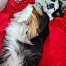 Mélisse a rejoint le concours — aidez-le/la à gagner de superbes lots ! animal, canine, comfort, couch, cute, dog, fluffy, fur, indoor, lying_down, pet, pillow, playful, red_blanket, relaxed, resting, smiling, soft, tail, tricolor