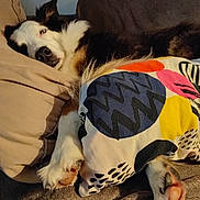 Mélisse a rejoint le concours — aidez-le/la à gagner de superbes lots ! animal, black_and_white, blanket, colorful, comfortable, couch, cozy, dog, fabric, fur, home, indoor, living_room, paw, pet, pillow, relaxed, resting, sleepy, soft