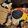 animal, black_and_white, blanket, colorful, comfortable, couch, cozy, dog, fabric, fur, home, indoor, living_room, paw, pet, pillow, relaxed, resting, sleepy, soft