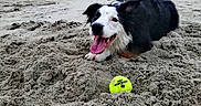 Mélisse a rejoint le concours — aidez-le/la à gagner de superbes lots ! animal, beach, black_and_white, canine, coastline, dog, happy, landscape, nature, outdoor, panting, pet, playful, recreation, sand, shore, summer, tennis_ball, tongue_out, water