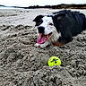 animal, beach, black_and_white, canine, coastline, dog, happy, landscape, nature, outdoor, panting, pet, playful, recreation, sand, shore, summer, tennis_ball, tongue_out, water