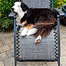 Mélisse a rejoint le concours — aidez-le/la à gagner de superbes lots ! animal, backyard, black, canine, dog, fur, garden, gray, green_foliage, leisure, nature, outdoor_chair, pavement, pet, relaxed, resting, summer, sunlight, white, yellow_flowers