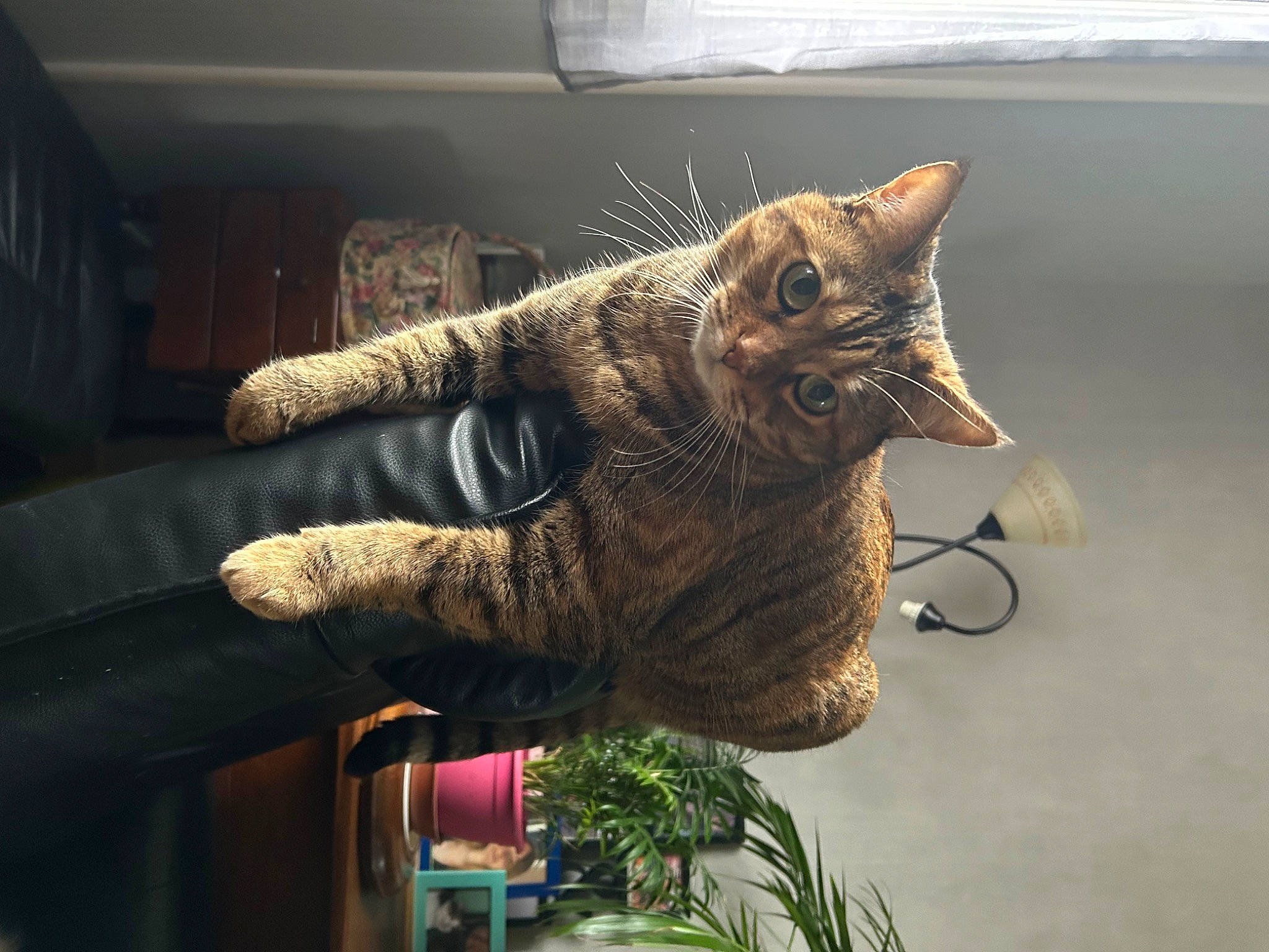Shannelle participe au concours pour gagner de l'argent avec cette photo : art, carnivore, cat, claw, domestic_short_haired_cat, fawn, felidae, fur, gesture, glove, houseplant, metal, plant, small_to_medium_sized_cats, tail, thread, tree, whiskers, wood, wool
