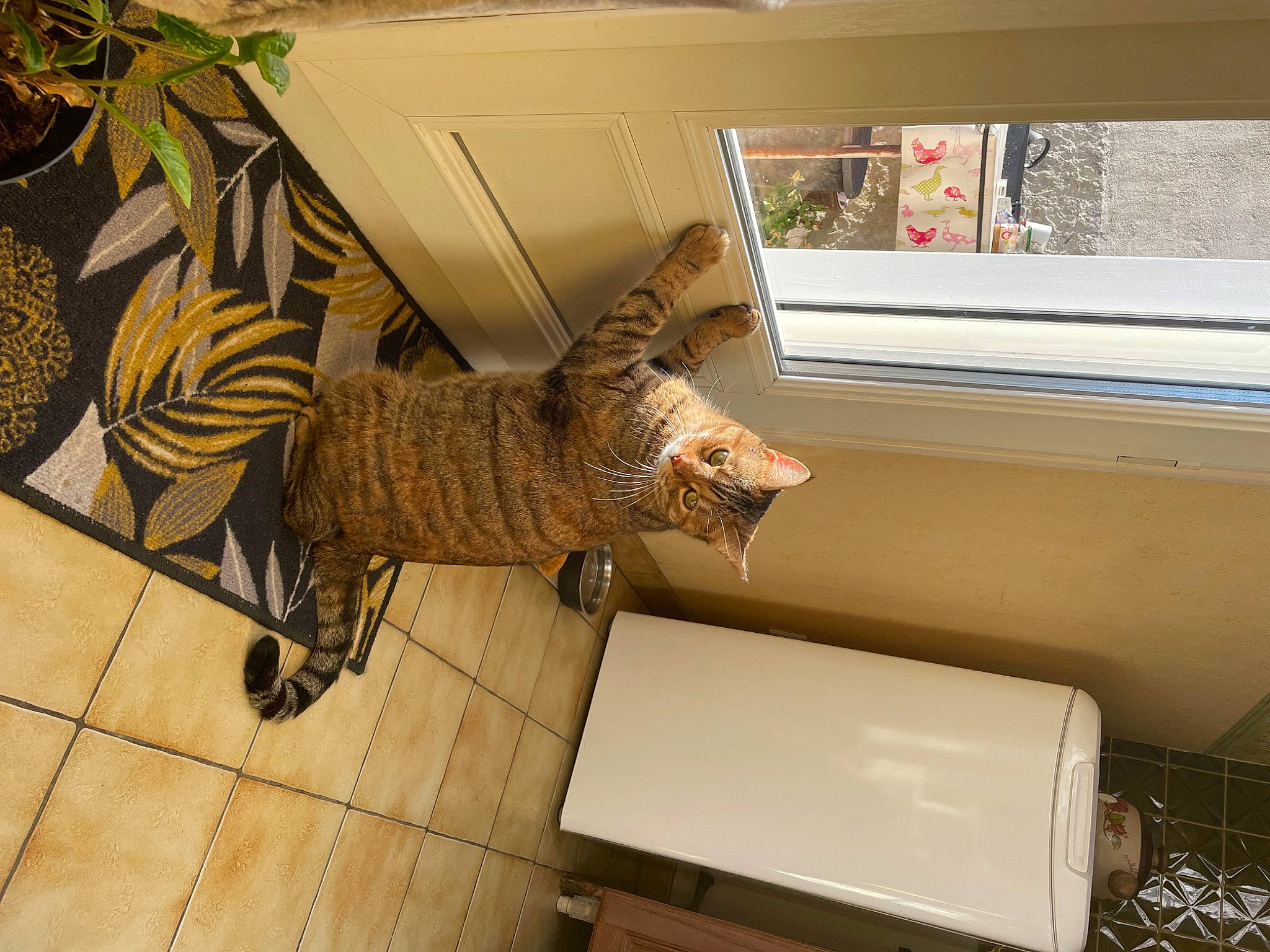 Shannelle participe au concours pour gagner de l'argent avec cette photo : comfort, domestic_short_haired_cat, felidae, floor, flooring, fur, hardwood, metal, office_supplies, pattern, plant, room, small_to_medium_sized_cats, tail, terrestrial_animal, whiskers, wildlife, window, window_blind, wood