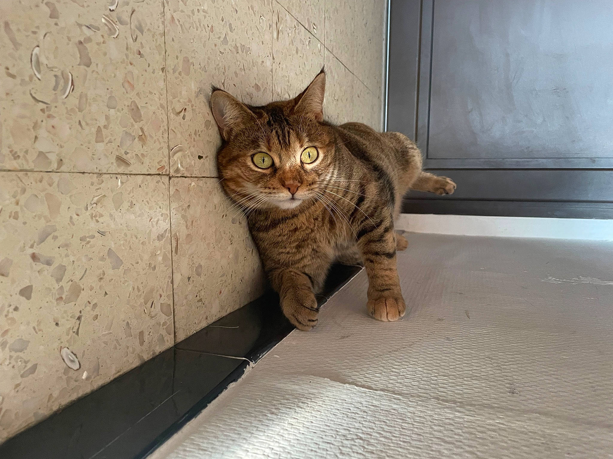 Shannelle participe au concours pour gagner de l'argent avec cette photo : carnivore, cat, claw, comfort, domestic_short_haired_cat, eye, felidae, floor, flooring, fur, paw, sitting, small_to_medium_sized_cats, snout, tail, terrestrial_animal, whiskers