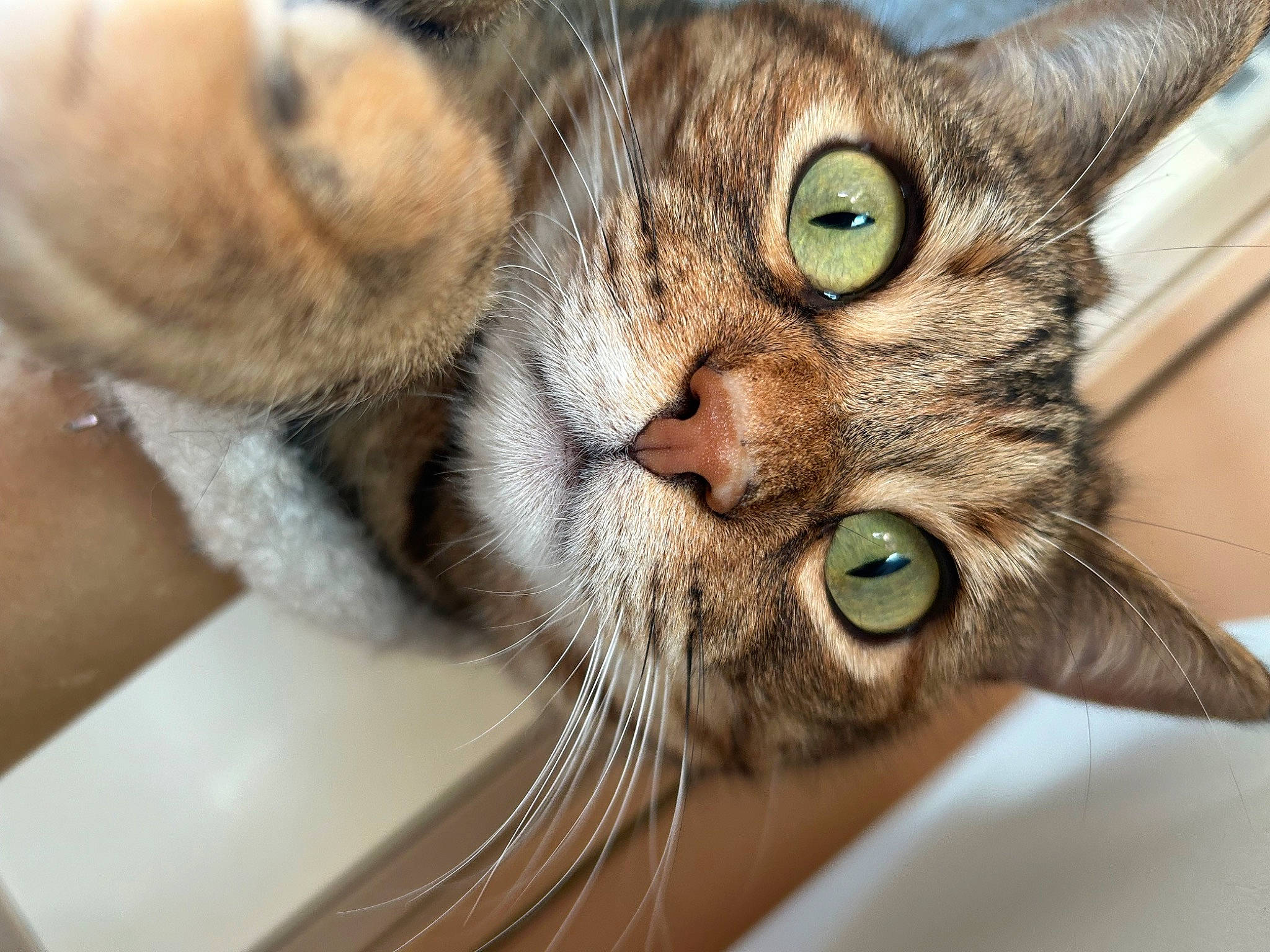 Shannelle participe au concours pour gagner de l'argent avec cette photo : carnivore, cat, comfort, curious, domestic_short_haired_cat, ear, felidae, fur, nose, paw, small_to_medium_sized_cats, snout, whiskers, wildlife