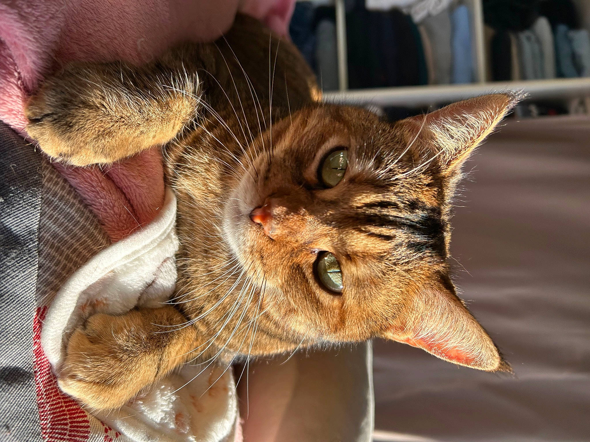 Shannelle a rejoint le concours — aidez-le/la à gagner de superbes lots ! carnivore, cat, claw, domestic_short_haired_cat, ear, fang, felidae, fur, gesture, paw, small_to_medium_sized_cats, snout, terrestrial_animal, whiskers, wildlife