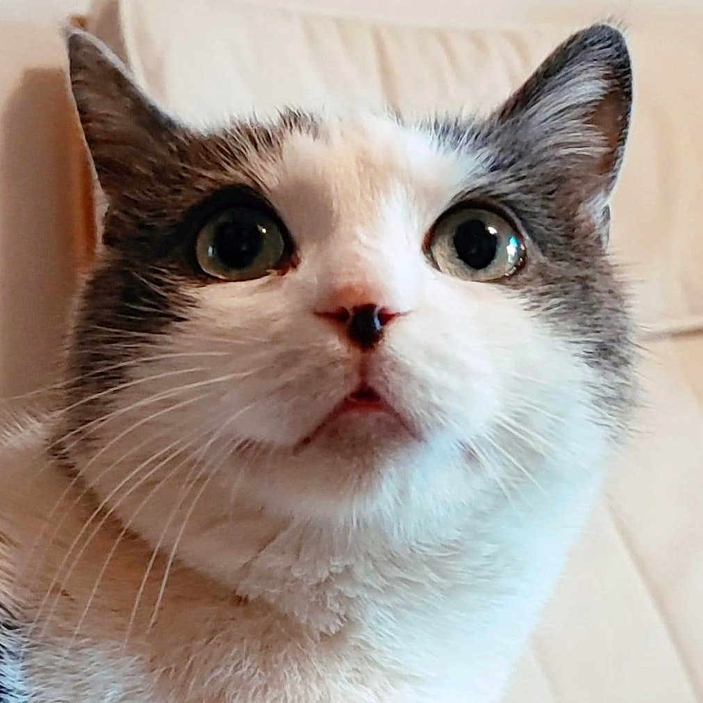 Mimi