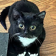 Sunny is registered to the contest to win money with this photo: animal, black_and_white, cat, close_up, curious, cute, domestic_cat, feline, floor, fur, indoor, looking_up, paws, pet, playful, tuxedo_cat, whiskers, wide_eyes, wooden_floor, young_cat