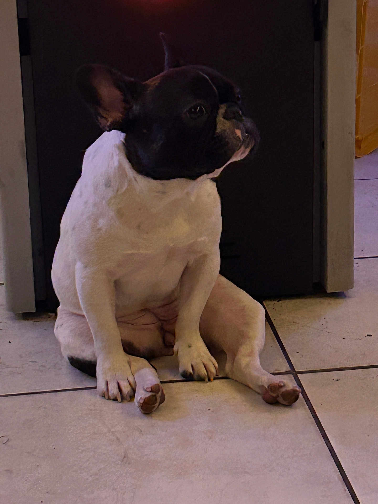 Vegas a rejoint le concours — aidez-le/la à gagner de superbes lots ! animal, black_and_white, canine, companion, cute, dog, domestic, ears, floor, french_bulldog, indoor, looking_away, paw, pet, portrait, relaxed, side_view, sitting, snout, tile_floor
