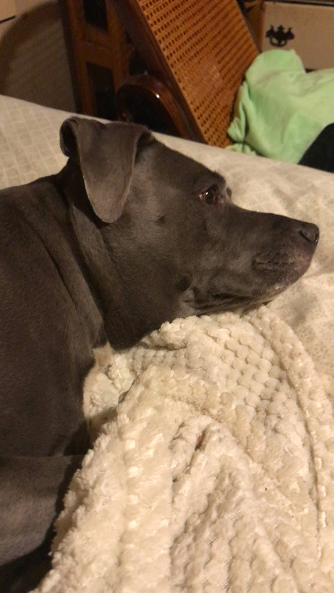 Saddie is registered to the contest to win money with this photo: american_pit_bull_terrier, boerboel, canidae, carnivore, dog, dog_breed, fawn, non_sporting_group, snout, sporting_group