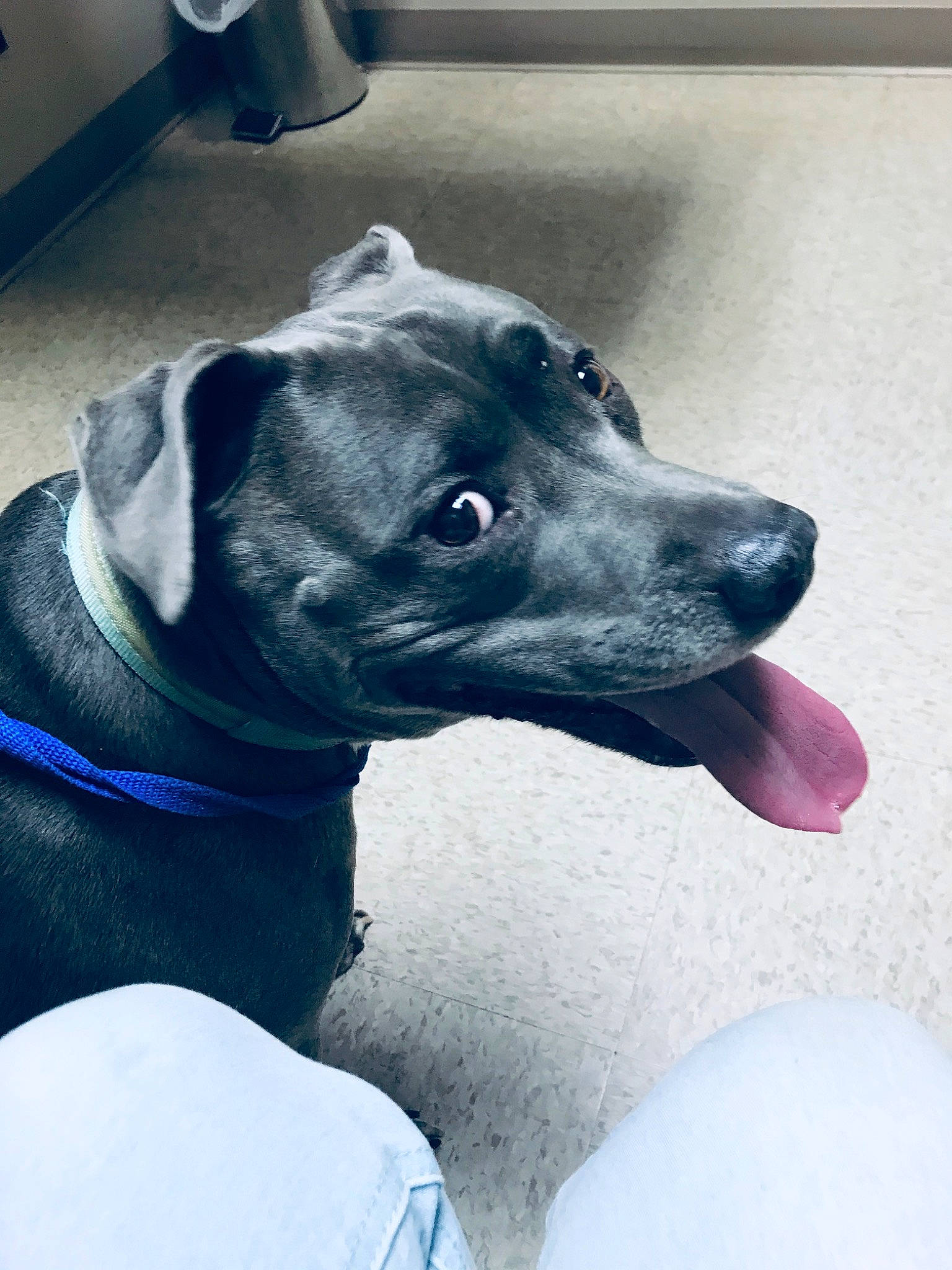 Saddie. Mae is registered to the contest to win money with this photo: american_pit_bull_terrier, american_staffordshire_terrier, canidae, carnivore, dog, dog_breed, dog_collar, ear, fawn, mammal, non_sporting_group, nose, pit_bull, puppy, rare_breed_dog, snout, sporting_group, staffordshire_bull_terrier, whiskers