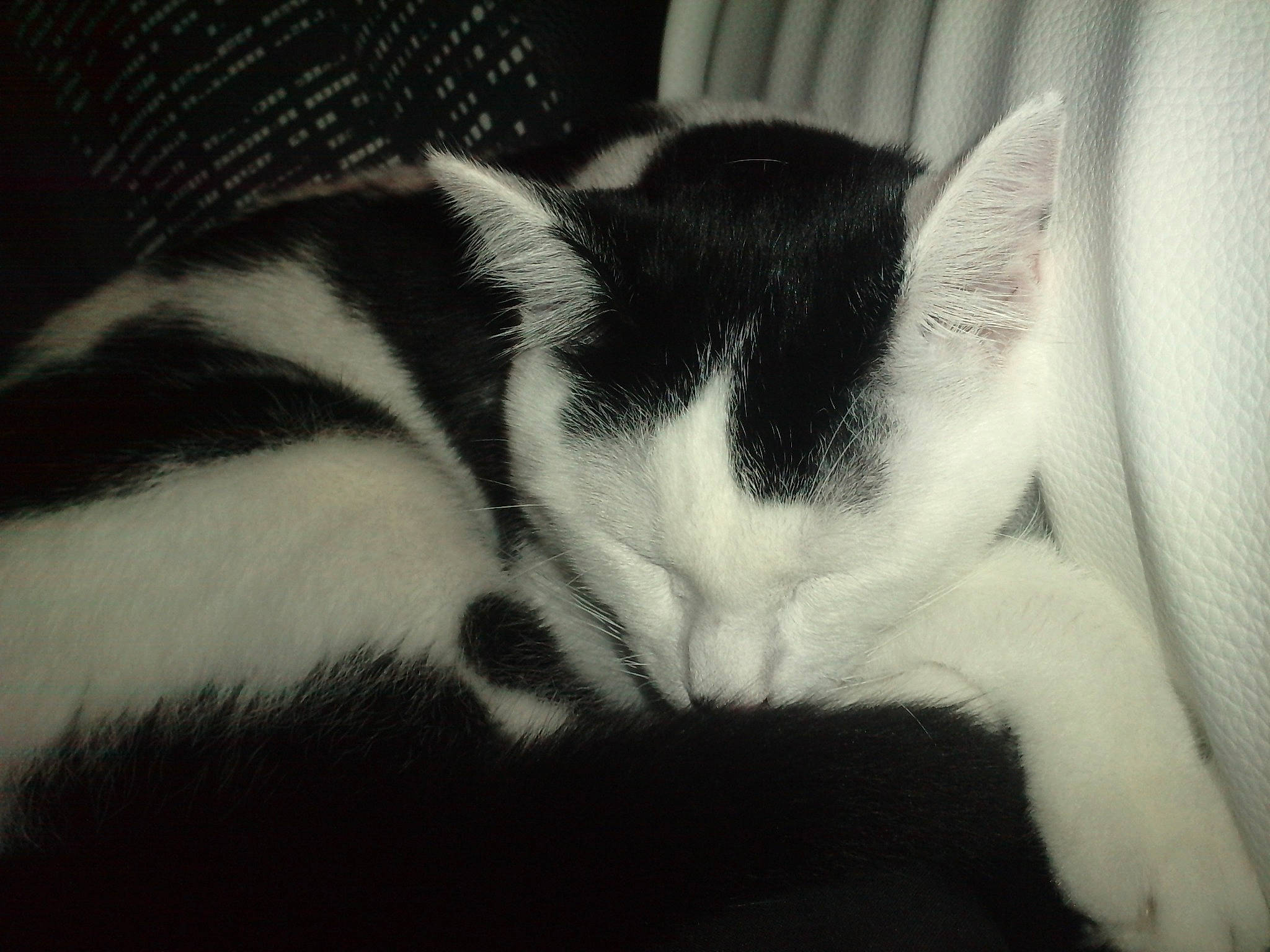 Câlinou participe au concours pour gagner de l'argent avec cette photo : black, black_and_white, carnivore, cat, ear, eye, felidae, fur, kitten, monochrome, monochrome_photography, nap, nose, sky, sleep, small_to_medium_sized_cats, snout, tail, whiskers, white