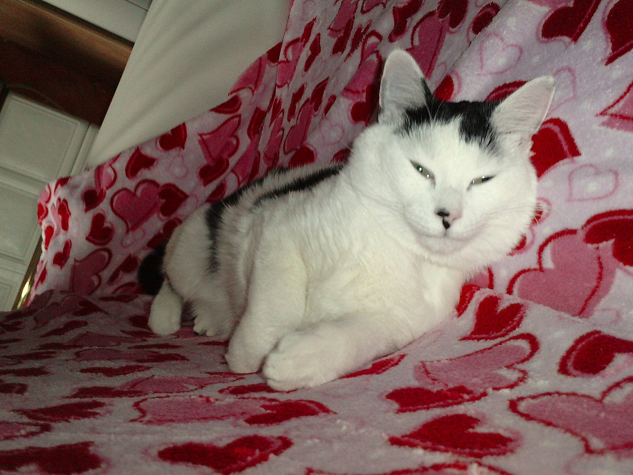 Câlinou a rejoint le concours — aidez-le/la à gagner de superbes lots ! aegean_cat, asian, carnivore, cat, domestic_short_haired_cat, european_shorthair, felidae, fur, japanese_bobtail, kitten, mammal, ojos_azules, polydactyl_cat, small_to_medium_sized_cats, tail, turkish_angora, turkish_van, whiskers