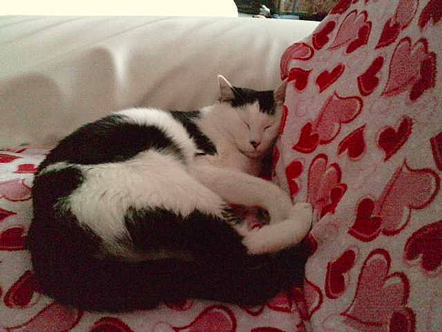 Câlinou a rejoint le concours — aidez-le/la à gagner de superbes lots ! black_and_white, carnivore, cat, domestic_short_haired_cat, felidae, fur, furniture, kitten, nap, polydactyl_cat, small_to_medium_sized_cats, tail, whiskers