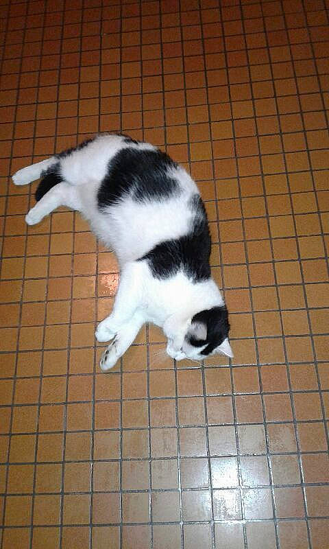 Câlinou participe au concours pour gagner de l'argent avec cette photo : canidae, carnivore, cat, dog, dog_breed, felidae, mammal, small_to_medium_sized_cats, sporting_group, tail