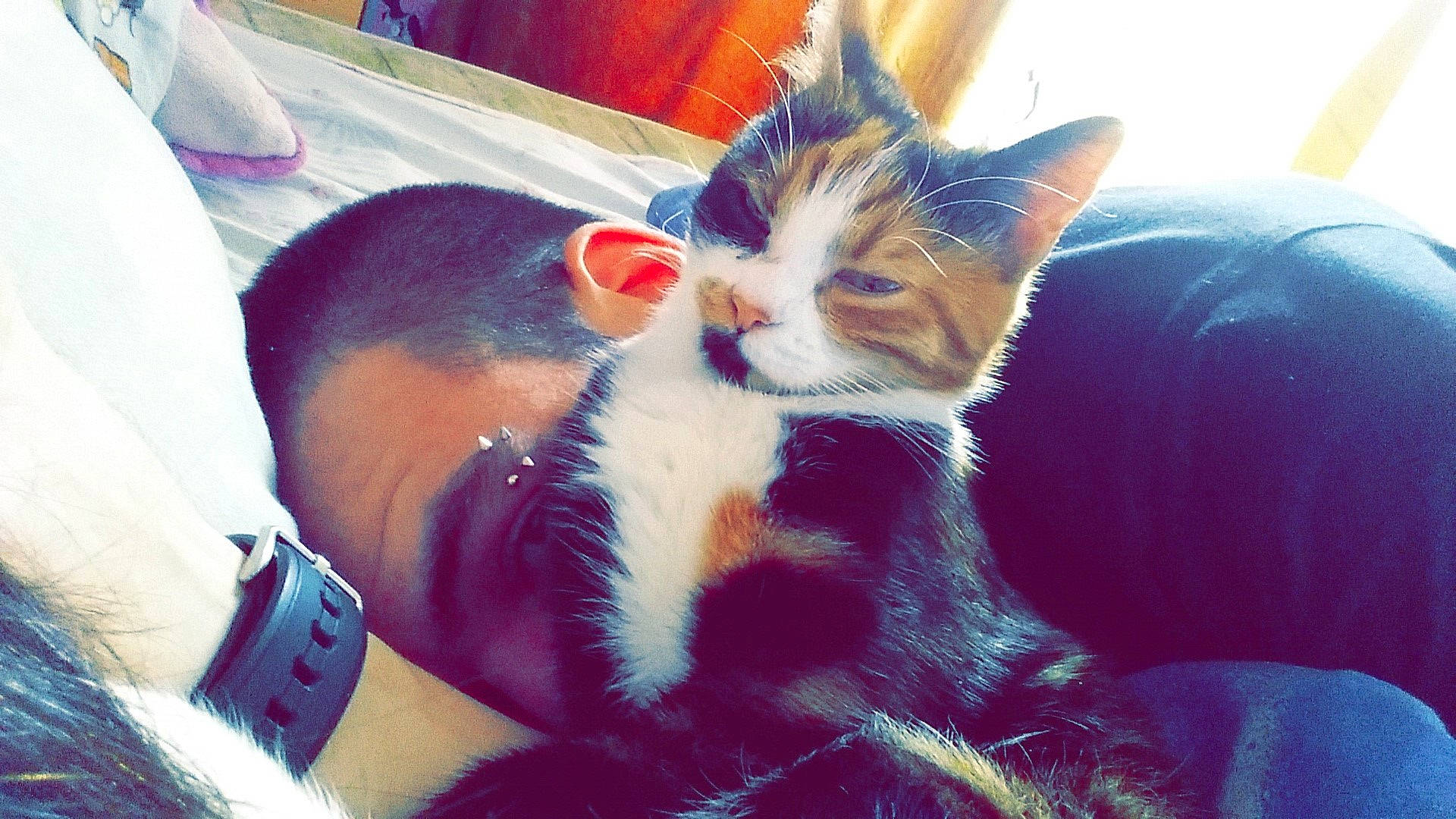 Capucine a rejoint le concours — aidez-le/la à gagner de superbes lots ! asian, carnivore, cat, domestic_short_haired_cat, ear, european_shorthair, eye, felidae, fur, kitten, lap, leg, nap, nose, sky, small_to_medium_sized_cats, snout, tabby_cat, whiskers