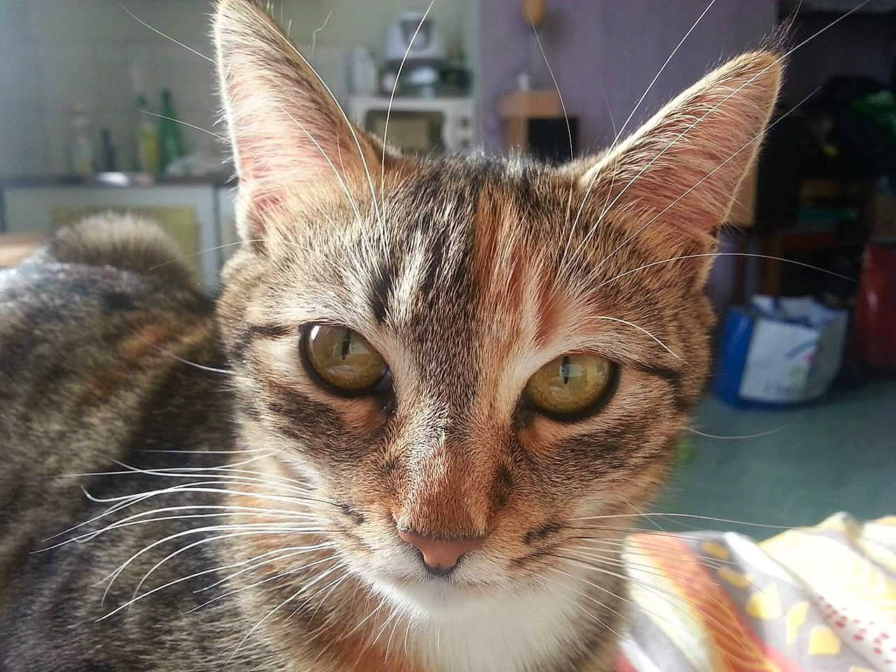 Câline participe au concours pour gagner de l'argent avec cette photo : aegean_cat, american_wirehair, asian, carnivore, cat, close_up, domestic_short_haired_cat, dragon_li, european_shorthair, eye, felidae, fur, kitten, mammal, small_to_medium_sized_cats, snapshot, snout, tabby_cat, toyger, whiskers