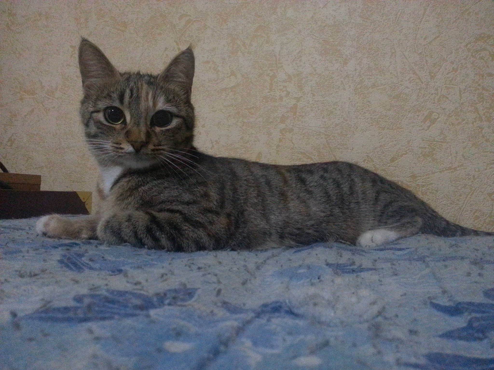 Câline a rejoint le concours — aidez-le/la à gagner de superbes lots ! aegean_cat, american_wirehair, arabian_mau, asian, australian_mist, california_spangled, carnivore, cat, domestic_short_haired_cat, dragon_li, egyptian_mau, european_shorthair, felidae, kitten, mammal, small_to_medium_sized_cats, sokoke, tabby_cat, vertebrate, whiskers