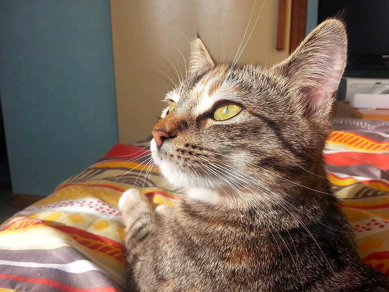 Câline participe au concours pour gagner de l'argent avec cette photo : aegean_cat, american_shorthair, american_wirehair, asian, australian_mist, california_spangled, carnivore, cat, domestic_short_haired_cat, dragon_li, european_shorthair, eye, felidae, kitten, mammal, pixie_bob, small_to_medium_sized_cats, snout, tabby_cat, whiskers