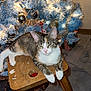 animal, cat, celebration, christmas_tree, cozy, decor, festive, furniture, holiday_decorations, home, indoor, lights, ornaments, pet, pink_nose, quiet, relaxed, tabby_cat, white_paws, wooden_stool