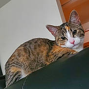 Kiara joined the competition — help win amazing prizes! cat, tabby, pet, animal, fur, indoor, couch, leather, resting, side_view, whiskers, ears, pink_nose, curious, domestic, feline, household, relaxed, looking, seated