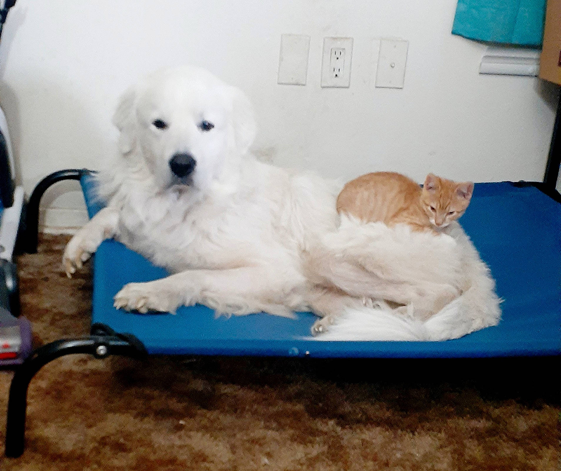 Deebo is registered to the contest to win money with this photo: american_eskimo_dog, canidae, carnivore, companion_dog, dog, dog_breed, golden_retriever, great_pyrenees, kuvasz, livestock_guardian_dog, mammal, maremma_sheepdog, non_sporting_group, polish_tatra_sheepdog, puppy, retriever, samoyed, slovak_cuvac, sporting_group, vertebrate