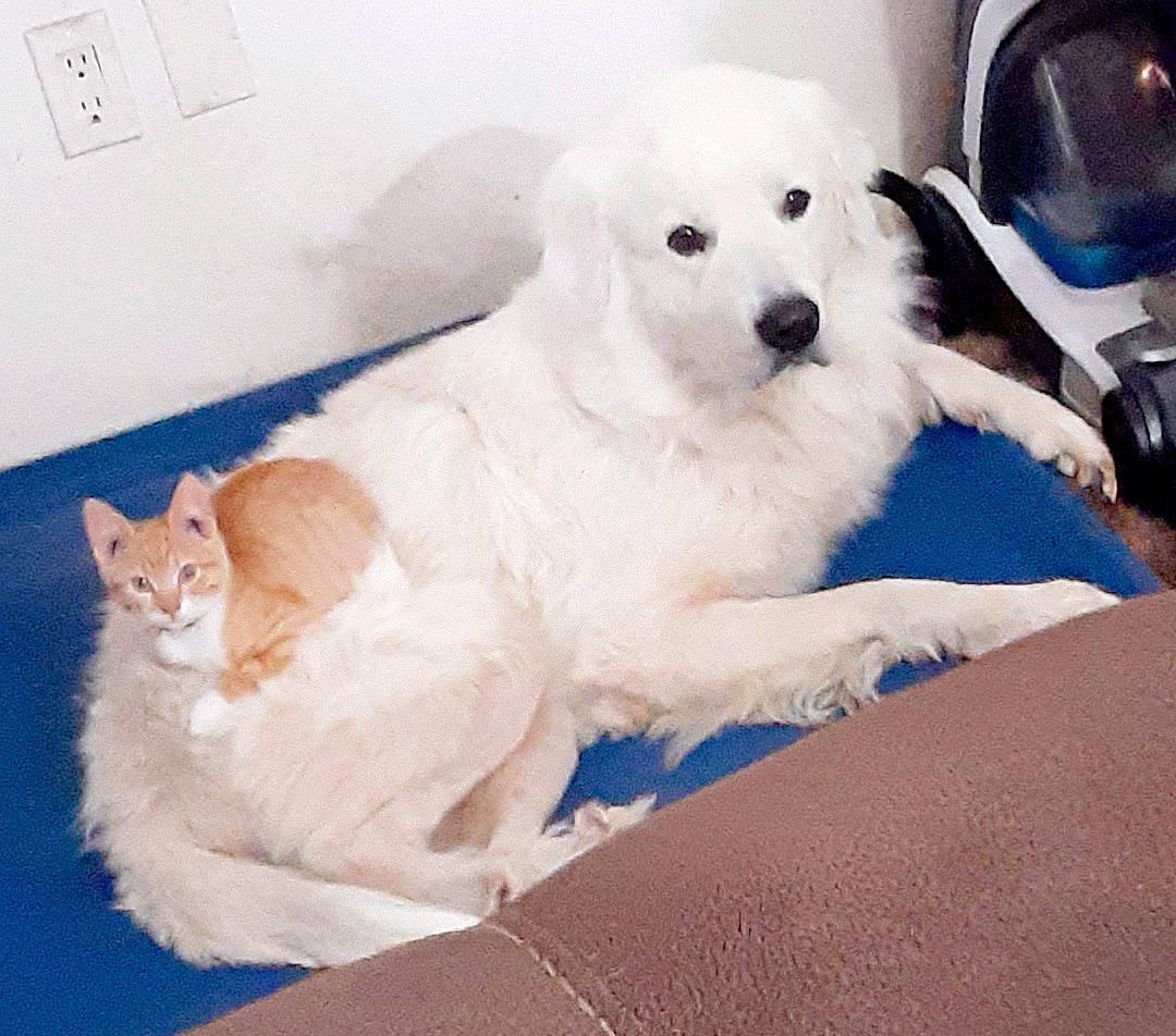 Deebo is registered to the contest to win money with this photo: canidae, carnivore, companion_dog, dog, dog_breed, great_pyrenees, kuvasz, mammal, maremma_sheepdog, poodle, puppy, rare_breed_dog, slovak_cuvac, sporting_group, vertebrate