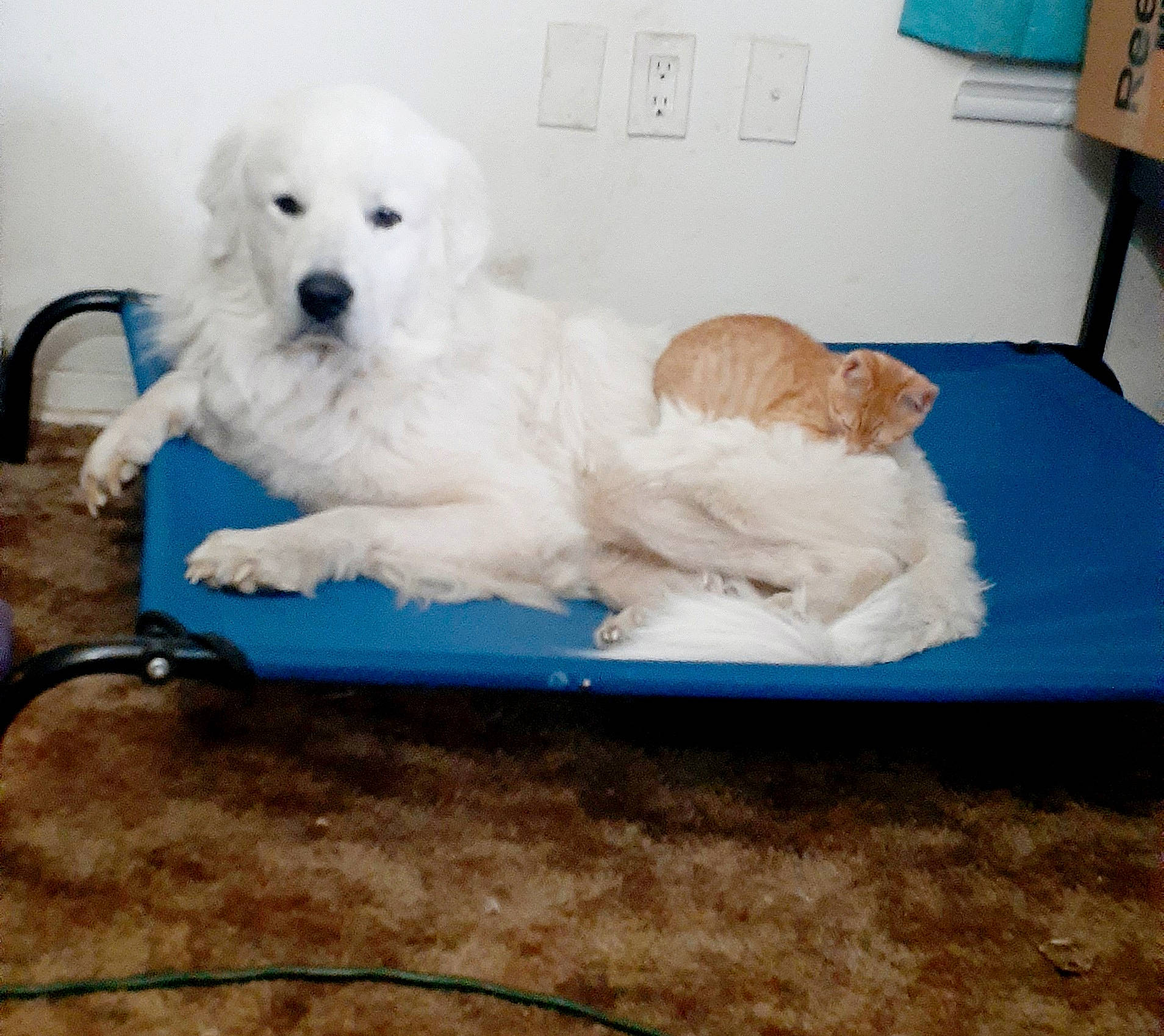 Deebo is registered to the contest to win money with this photo: bichon, bolognese, canidae, carnivore, cavachon, companion_dog, coton_de_tulear, dog, dog_breed, goldendoodle, maltepoo, maltese, mammal, non_sporting_group, poodle, puppy, sporting_group, toy_dog, toy_poodle, vertebrate