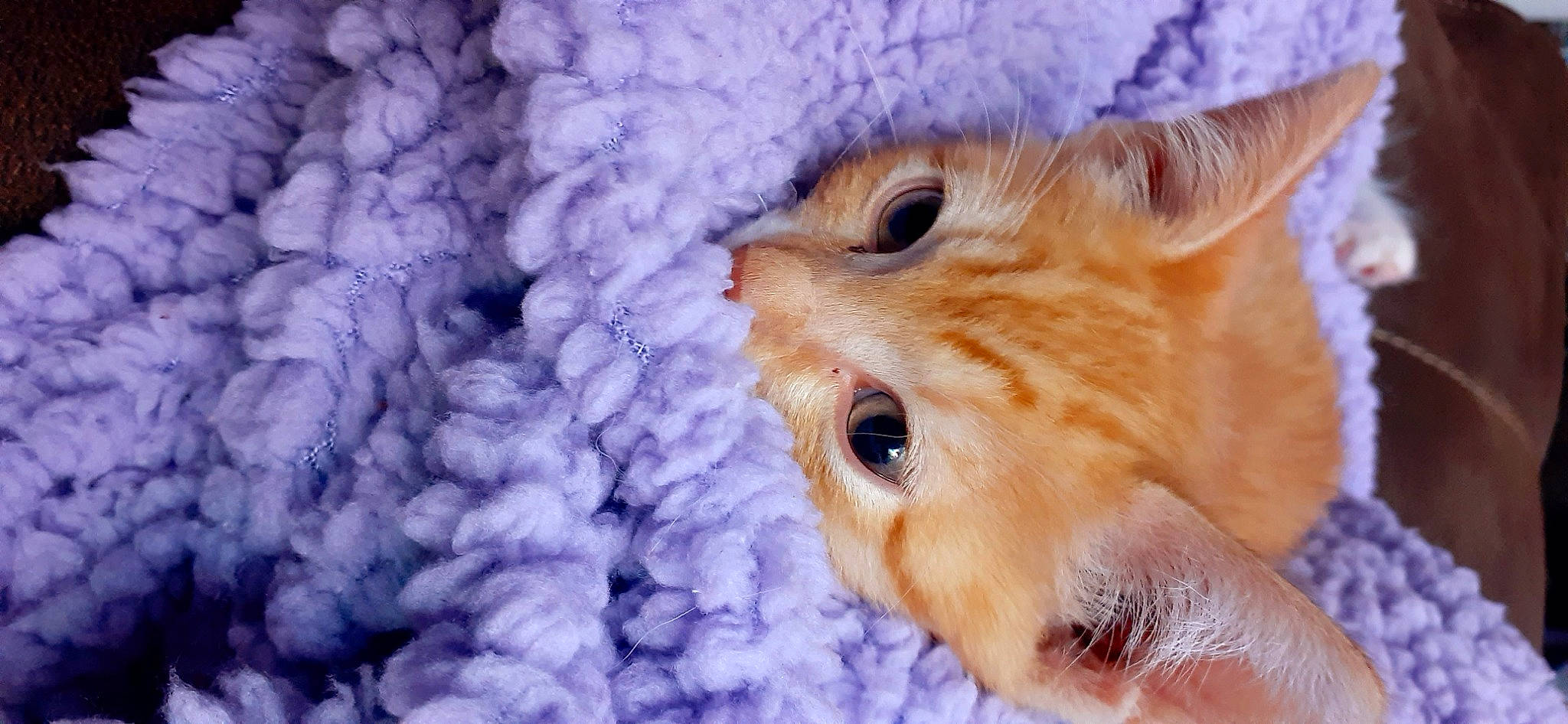 Postie is registered to the contest to win money with this photo: carnivore, cat, european_shorthair, fawn, felidae, fur, german_rex, kitten, small_to_medium_sized_cats, snout, tabby_cat, whiskers